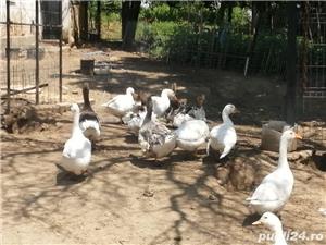 Gaste 2 familii - imagine 5