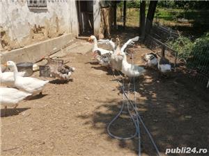 Gaste 2 familii - imagine 4