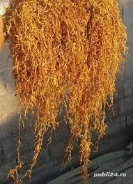 T.utun la kg - imagine 2