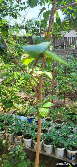 plante de apartament 