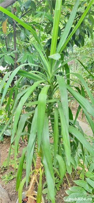 Palmier  trandafiri japonez roşu - imagine 2