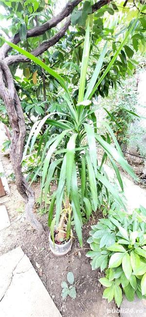 Palmier  trandafiri japonez roşu