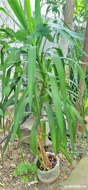 Palmier  trandafiri japonez roşu - imagine 3