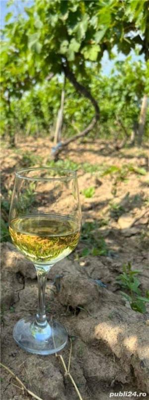 Vin de Inalta Calitate - Tamaioasa Romaneasca