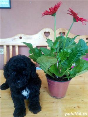 Caniche toy negru cu certifiat pedigree - imagine 2