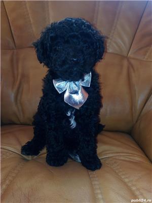 Caniche toy negru cu certifiat pedigree - imagine 3