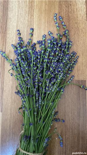 Vand buchete uscate/floare uscata de Lavanda (cernuta/curatata) - imagine 2