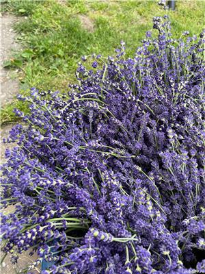 Vand buchete uscate/floare uscata de Lavanda (cernuta/curatata) - imagine 4