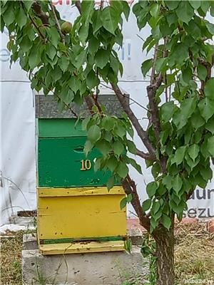Miere naturala  30 lei  kg - imagine 4