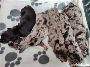 Pui de teckel arlechin dachshund - imagine 3