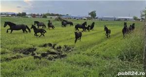 Friesian de vanzare ( Frizon) - imagine 4