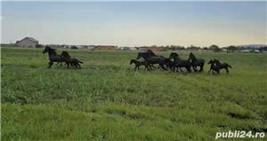 Friesian de vanzare ( Frizon) - imagine 3