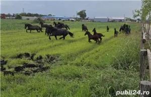 Friesian de vanzare ( Frizon) - imagine 5