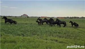 Friesian de vanzare ( Frizon) - imagine 2