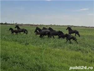 Friesian de vanzare ( Frizon) - imagine 6