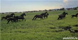 Friesian de vanzare ( Frizon) - imagine 8