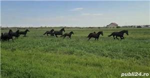 Friesian de vanzare ( Frizon) - imagine 7