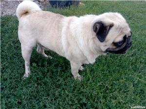 mops pug - imagine 6