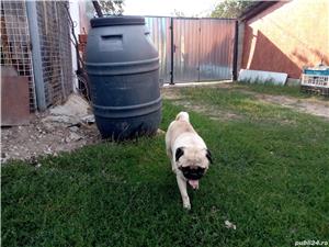 mops pug - imagine 3