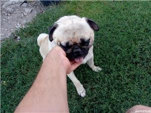 mops pug - imagine 2