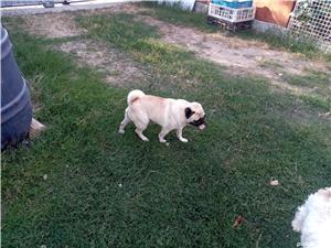 mops pug - imagine 4