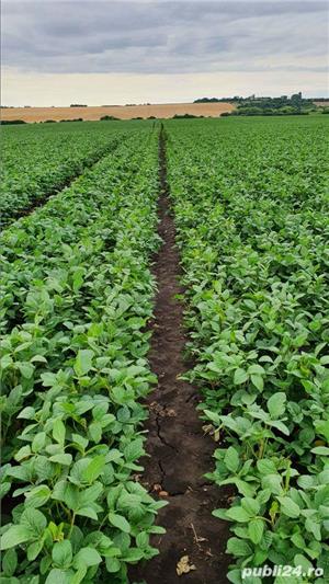 Iau teren în arendă  - imagine 2