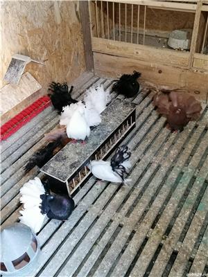 Vând porumbei voltati  - imagine 3 Vând porumbei voltati  - imagine 3