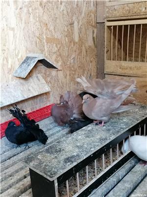 Vând porumbei voltati  - imagine 6 Vând porumbei voltati  - imagine 6