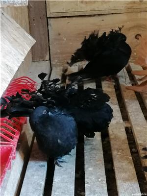 Vând porumbei voltati  - imagine 5 Vând porumbei voltati  - imagine 5