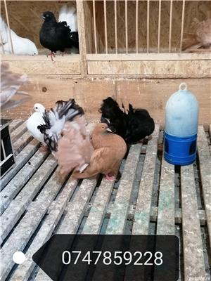 Vând porumbei voltati  - imagine 4 Vând porumbei voltati  - imagine 4