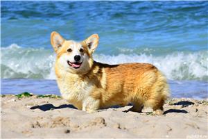 Catelusi Corgi minunati - imagine 7