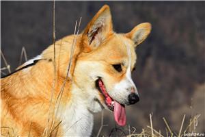 Catelusi Corgi minunati - imagine 8
