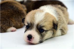 Catelusi Corgi minunati - imagine 9