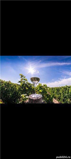 Vin din Vita Nobila - Tamaioasa Romaneasca