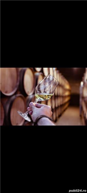 Vin din Vita Nobila - Feteasca Regala