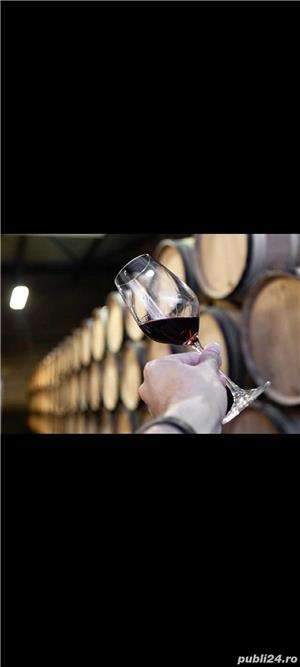 Vin din Vita Nobila - Merlot