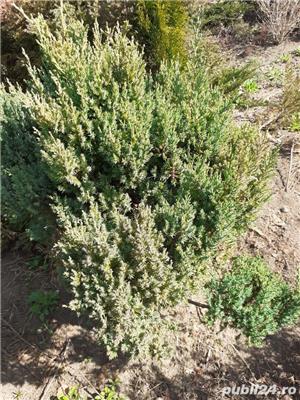 vind garduri vii ligustrum,hibiscus, buxus - imagine 4