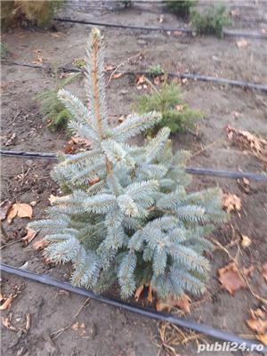 vind garduri vii ligustrum,hibiscus, buxus - imagine 3