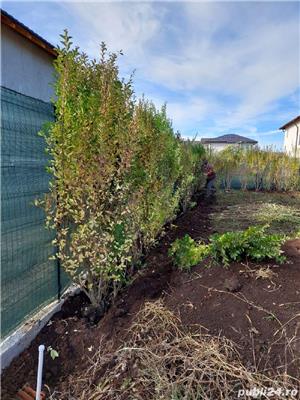 vind garduri vii ligustrum,hibiscus, buxus - imagine 5
