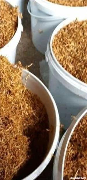 Firicel export Turcia