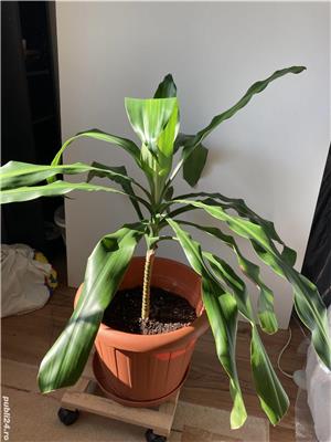 Plante de interior YUCCA si DRACENA , de diverse dimensiuni - imagine 2