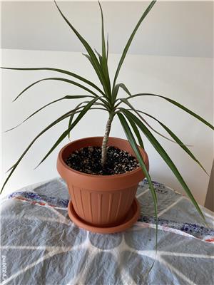  Plante de interior YUCCA si DRACENA , de diverse dimensiuni - imagine 3