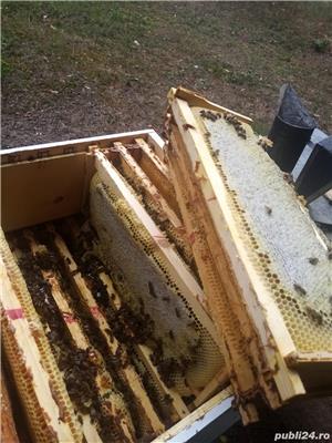 vand miere salcam,mana ,poliflora,rapita - imagine 8