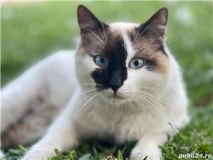 Pensiune câini DN1 Ploiesti-București  - imagine 9