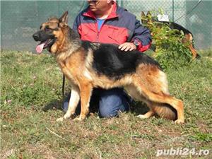 caini de paza - imagine 4 caini de paza - imagine 4