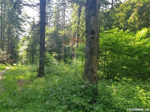 Teren intravilan, 56000 mp, Poiana Braşov - imagine 7