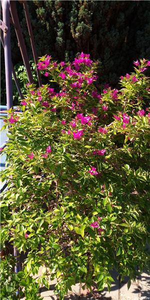 Plante exterior  - imagine 4