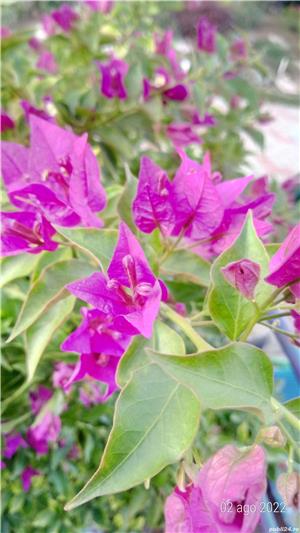 Plante exterior  - imagine 3