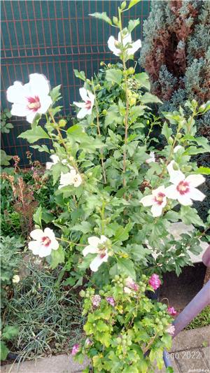 Plante exterior  - imagine 5