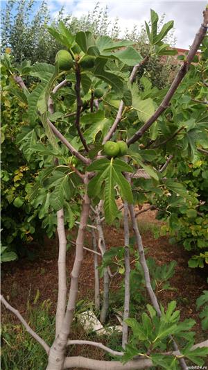 Plante exterior  - imagine 7